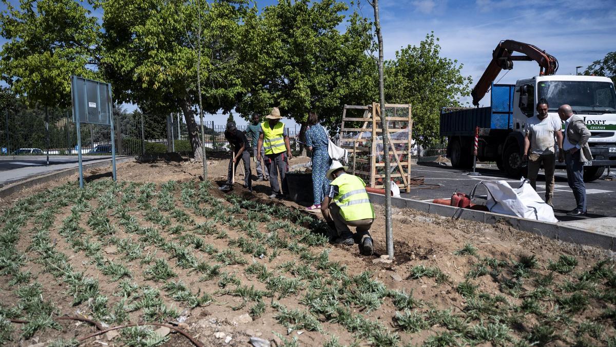 Video | 1.700 plantas de romero para renaturalizar el párking del cementerio de Cáceres