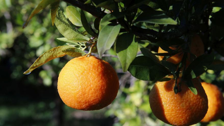 Mandarine ist auf Mallorca nicht Clementine