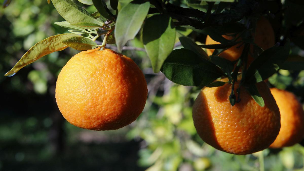 Tangor-Mandarinen an einem Baum der Plantage