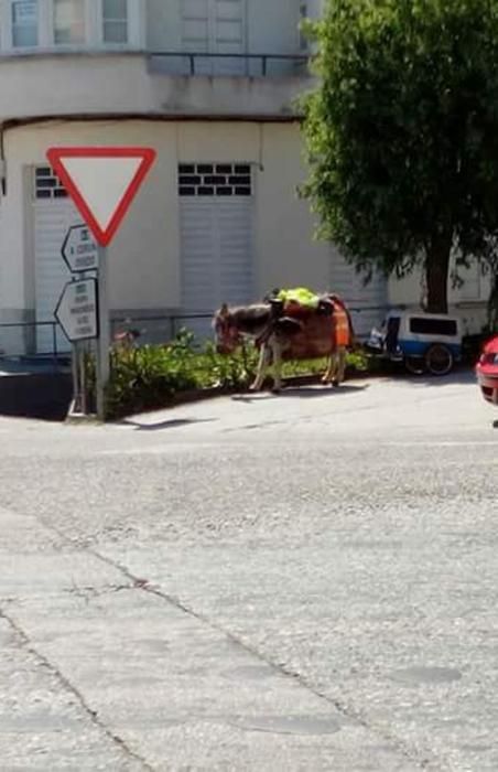 El burro pasando por Luarca