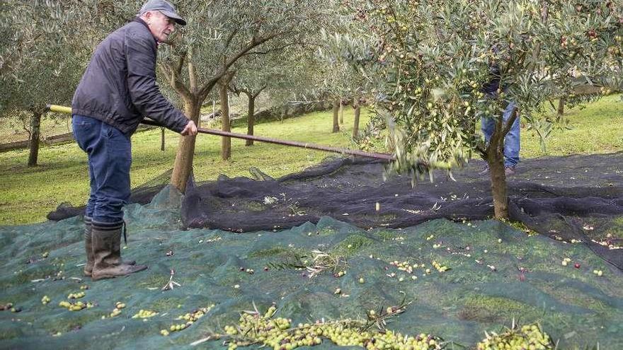 Vareo de olivos en la finca que tiene Aceites Abril en Moreiras. // Carlos Peteiro