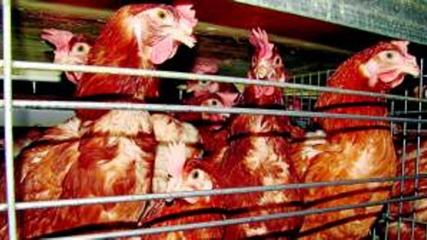 Gallinas más &#039;felices&#039;, huevos más caros