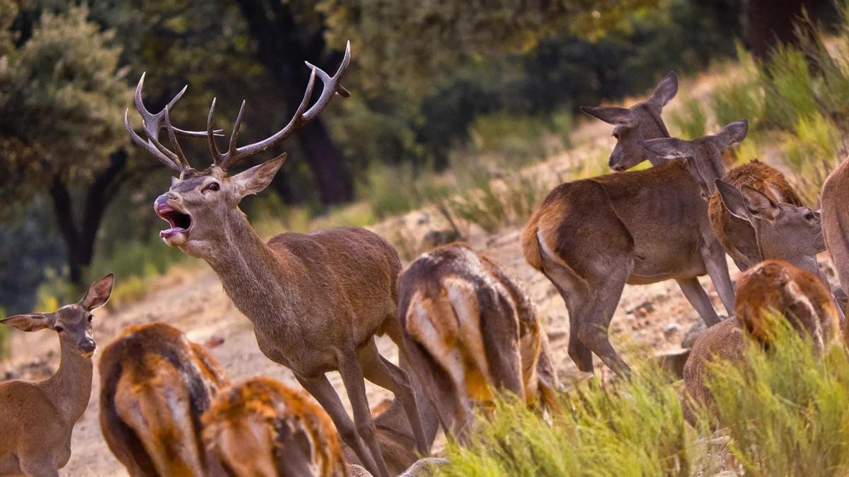 Ciervo macho berreando en Monfragüe.