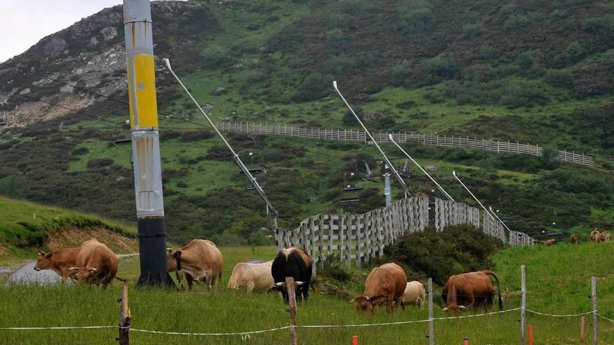 Vacas pastando en la estación de Pajares hace unos días.