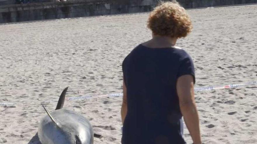 Hallado un delfín muerto en la orilla de la playa de Riazor