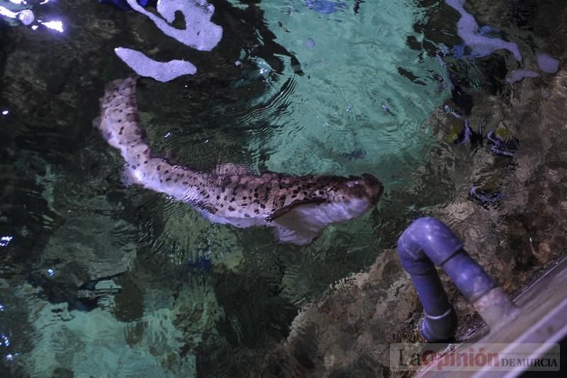 El acuario de la UMU albergará las especies emblemáticas del Mar Menor