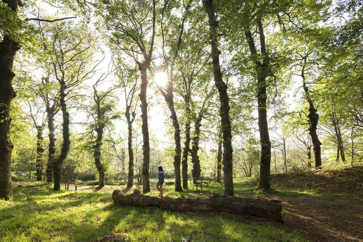 Este bosque en pleno corazón de Galicia cuenta con algunos de los árboles más altos de Europa.