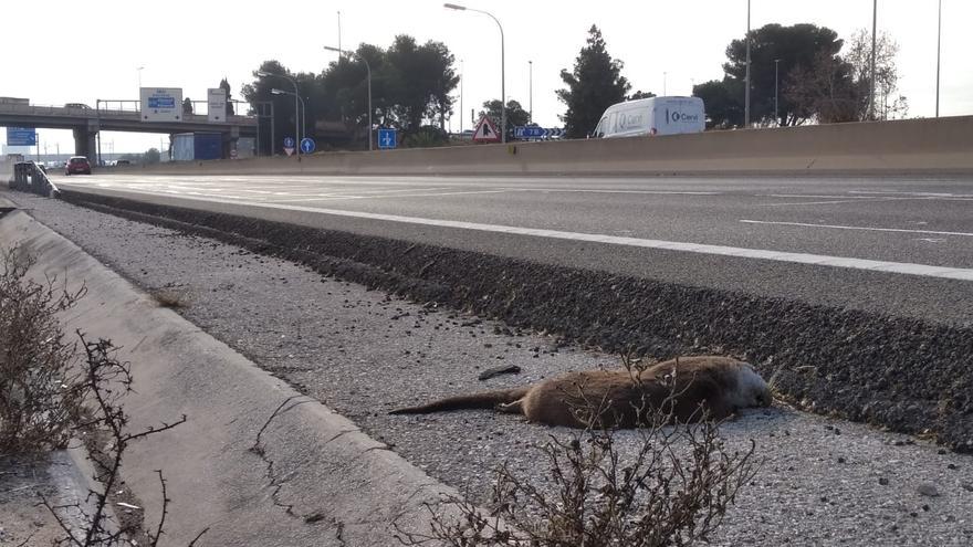 Encuentran una nutria atropellada en la V-30 junto a la ciudad de València