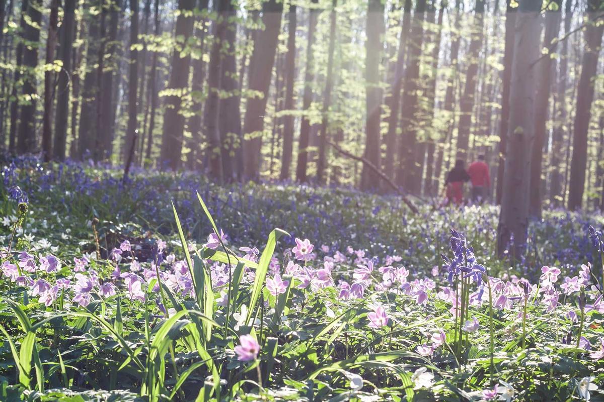 Hallerbos, Bélgica