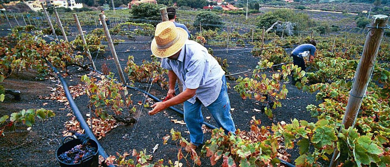 Labores de la vendimia en una de las bodegas del Monte Lentiscal . | | SANTI BLANCO