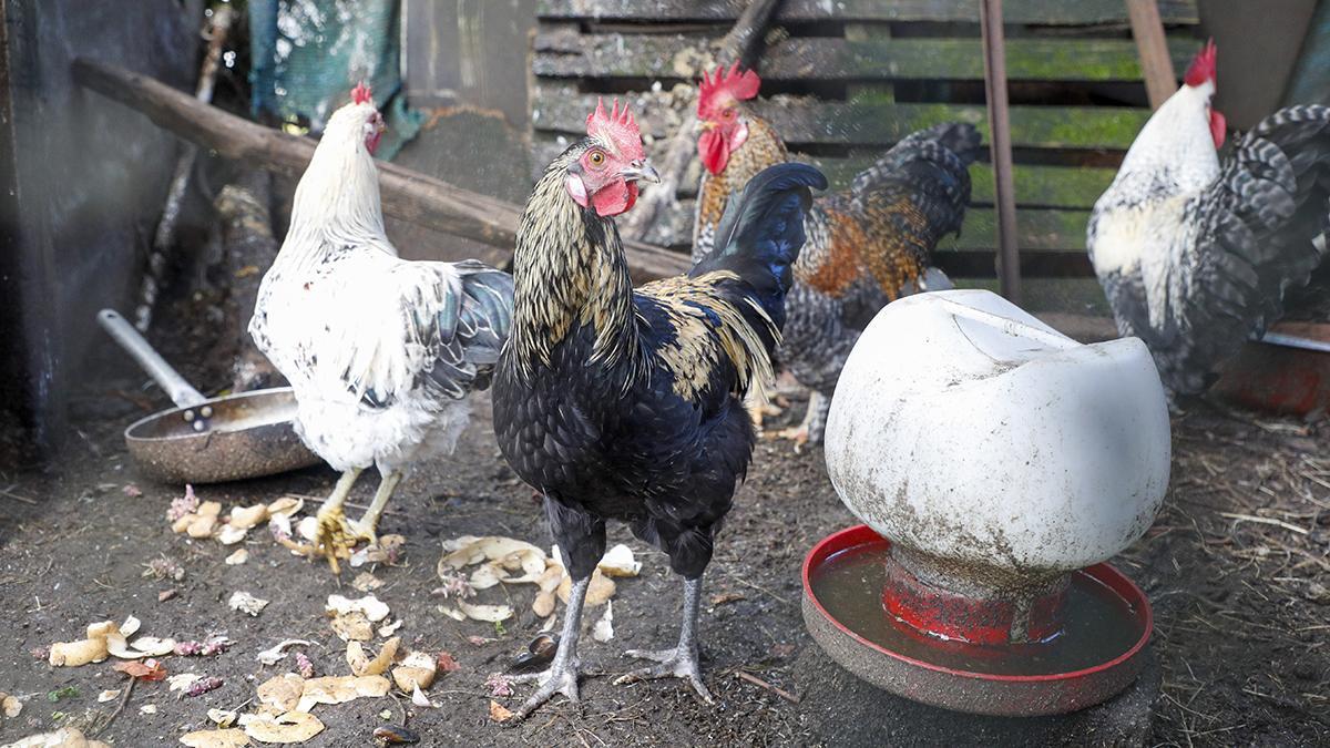 Aves de corral, gallinas y gallos mestizos en una aldea de Palas de Rei (Lugo).