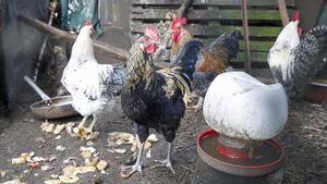 Aves de corral, gallinas y gallos mestizos en una aldea de Palas de Rei (Lugo).