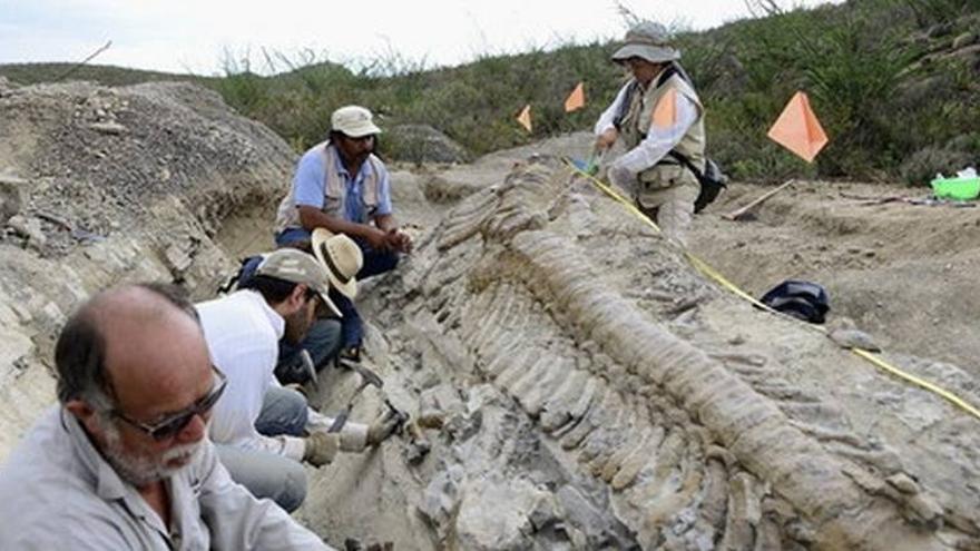 Hallada en México la cola de un dinosaurio de 72 millones de años