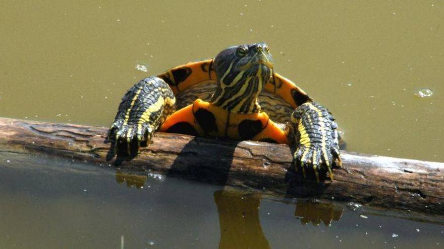 La venta de mascotas y plantas exóticas invasoras llega a su fin