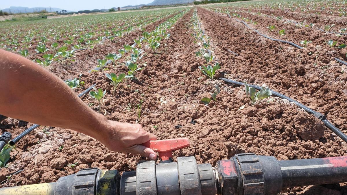 Riego por goteo en los valles del Vinalopó con agua del trasvase del Júcar