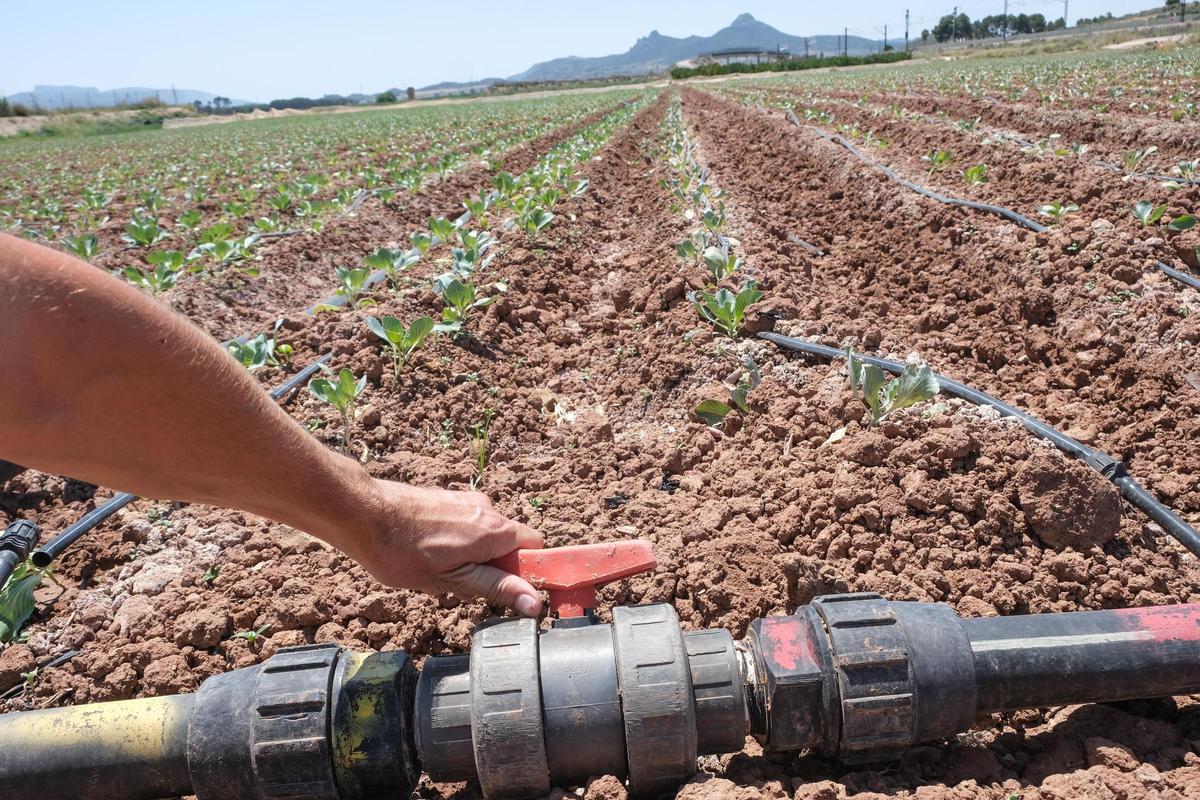 Riego por goteo en los valles del Vinalopó con agua del trasvase del Júcar