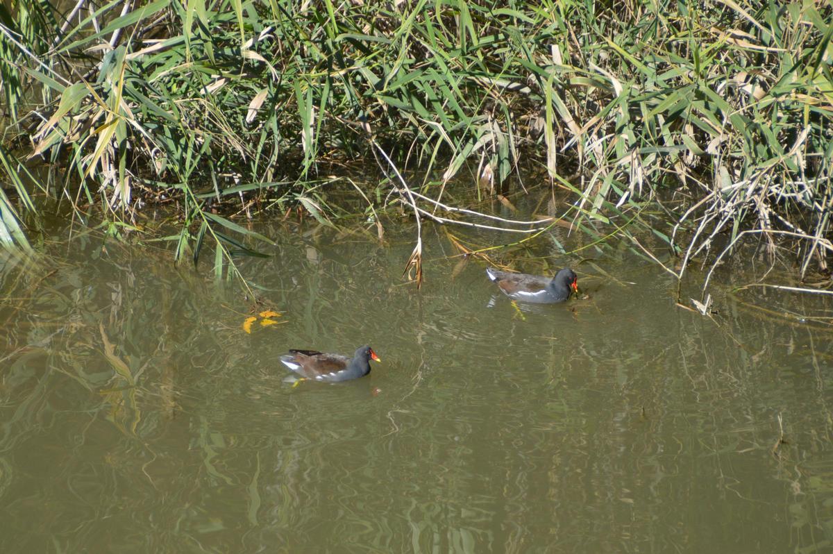 El Rec del Molí és també una font de biodiversitat
