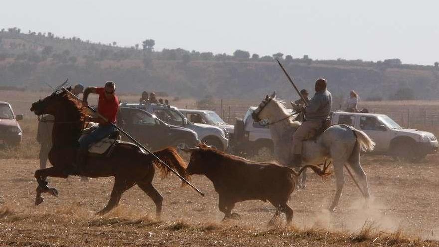 Uno de los toros participantes en los espantos de este año.