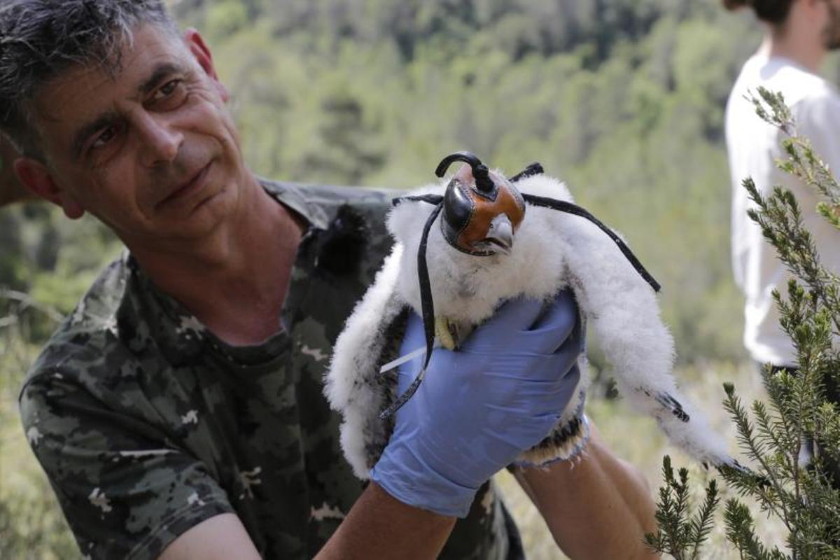 Agentes rurales anillan halcones peregrinos en el Penedès