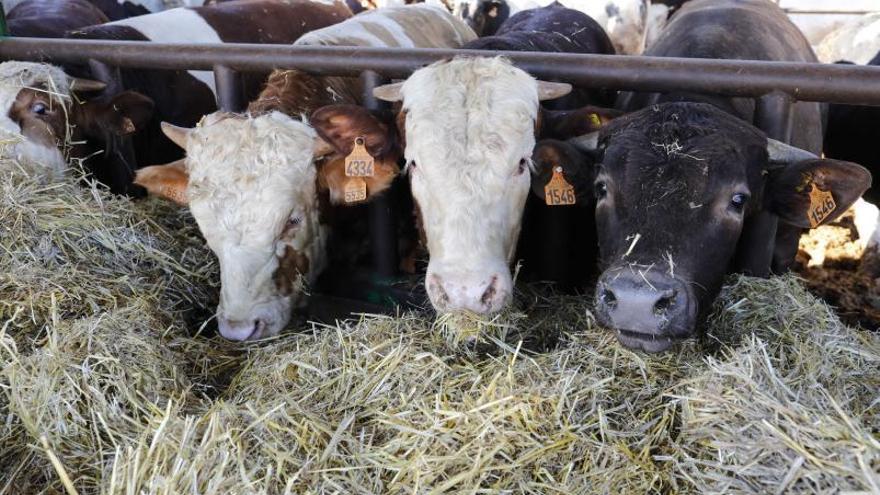 Detectan los primeros casos de &quot;covid de las vacas&quot; en ganaderías de bovino