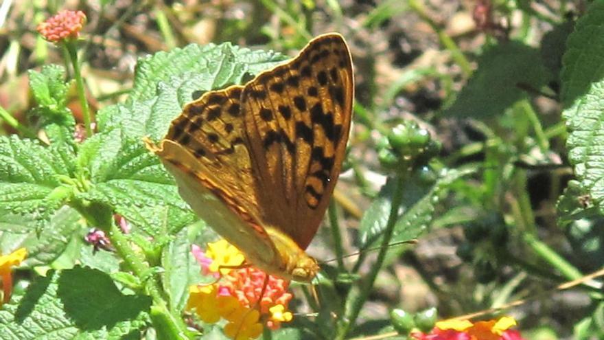 Fuerte descenso de la población de mariposas en Ibiza «por la sequía extrema»