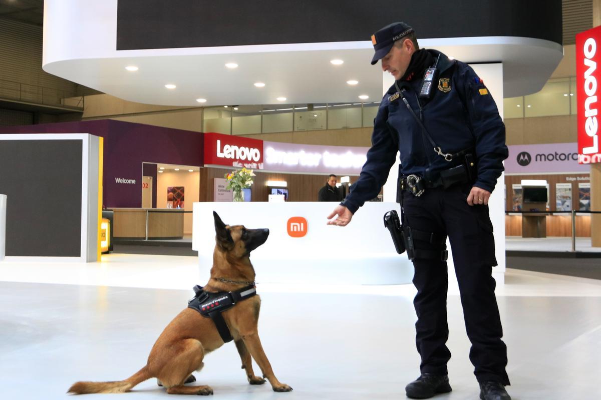 El gos Thor i un agent de la Unitat Canina dels Mossos d'Esquadra al Mobile World Congress, en la inspecció de les instal·lacions just abans que el recinte obri portes als assistents