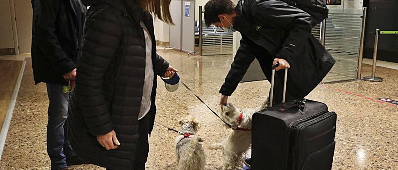 Pablo Miranda Clemente se reencuentra con sus padres, Esther y Francisco, y sus perros “Rita” y “Maggie”. | Ricardo Solís