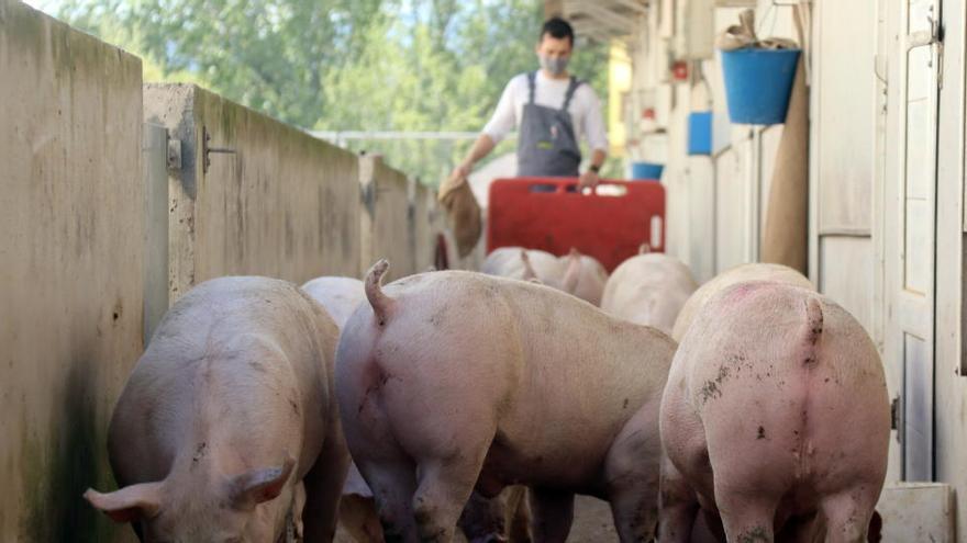 Uns porcs a la granja de Cal Llacuna i, al fons, l&#039;Arnau Torras