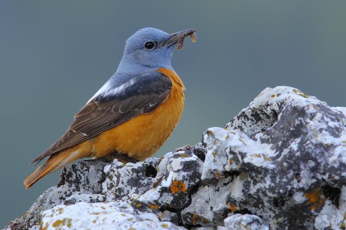 Hasta 42 especies de aves de España están en peligro de desaparición