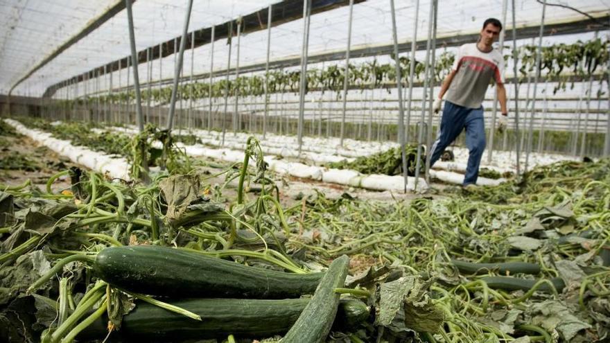 Un invernadero con pepinos echados a perder por falta de comercialización durante la crisis del pepino.