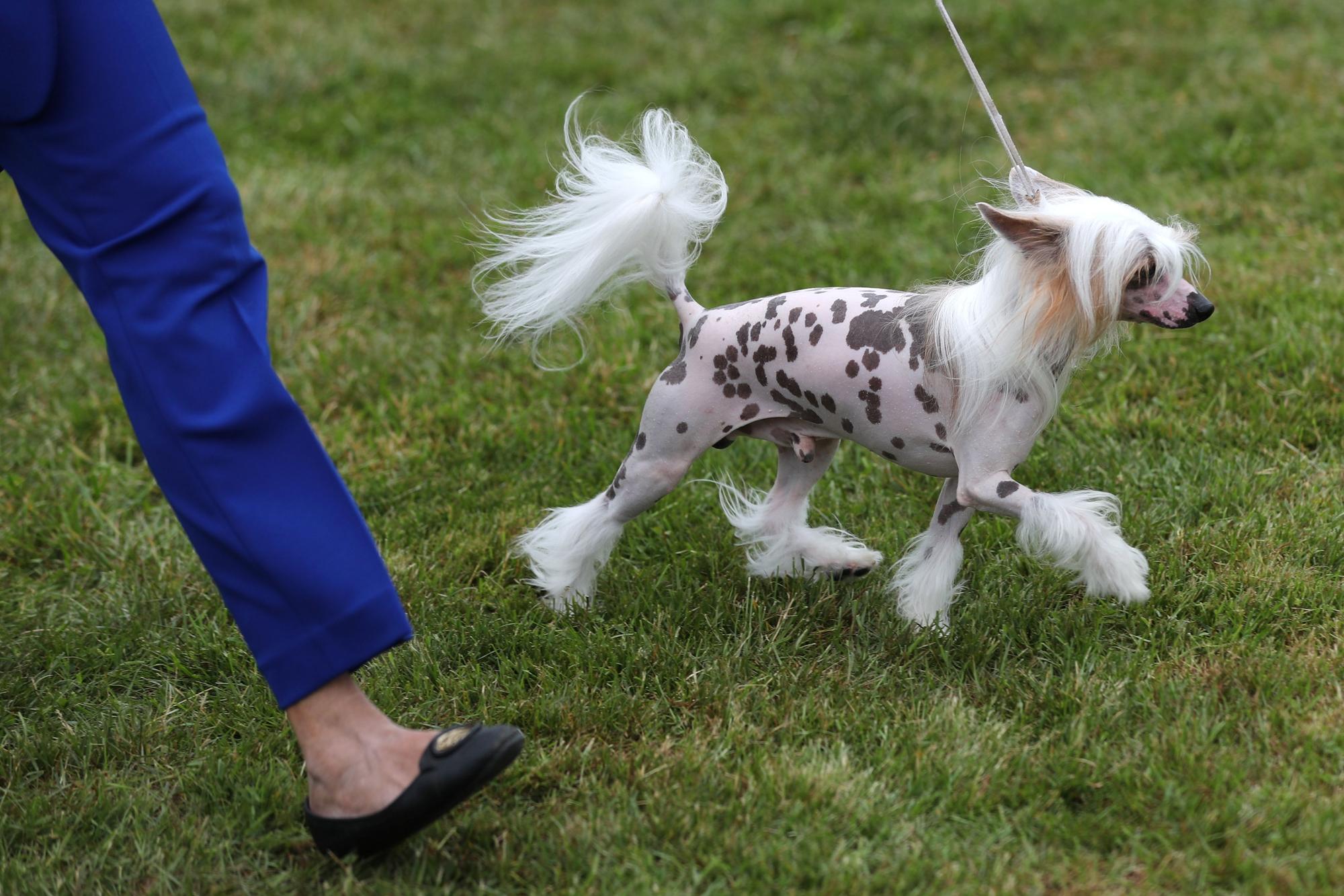 145è Westminster Kennel Club Dog Show