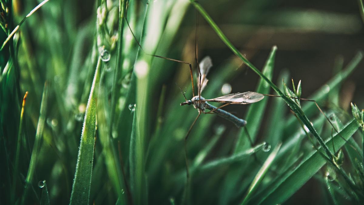 Si ves este mosquito gigante: ¡no lo mates!