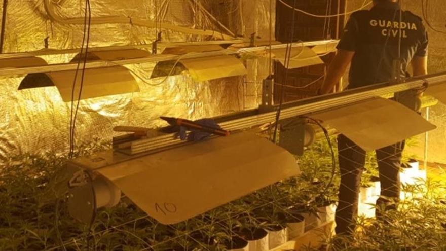 La Guardia Civil desmantela un cultivo con 1.300 plantas de marihuana en Monóvar