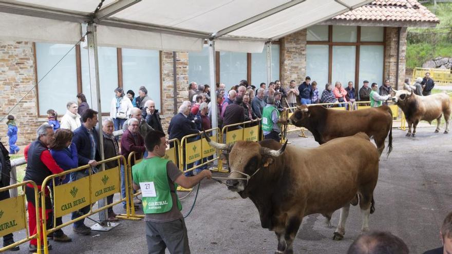 Un ganadero con dos vacas en el recinto ferial de Campo de Caso.