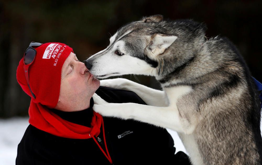 Competició de huskys siberians a Escòcia