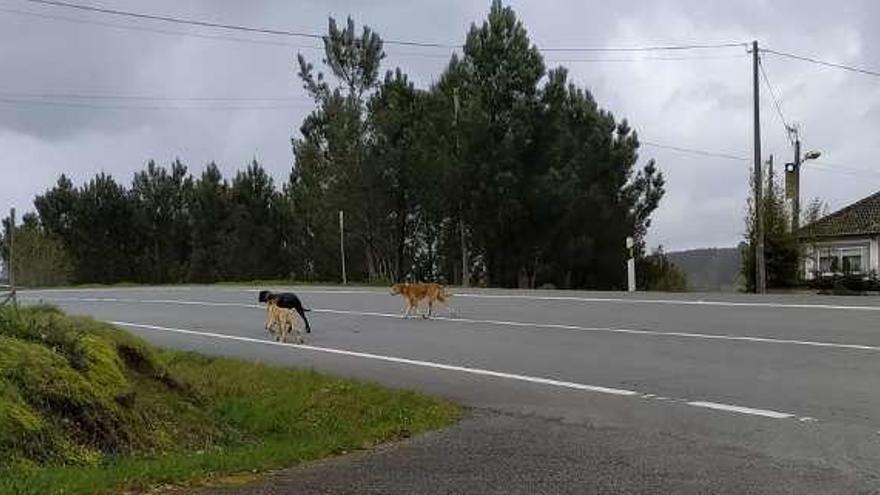 Tres de los perros, caminando por la circunvalación.