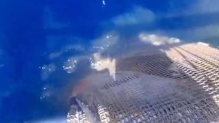 Capturan en el mar de Baleares 200 kilos de atunes muertos