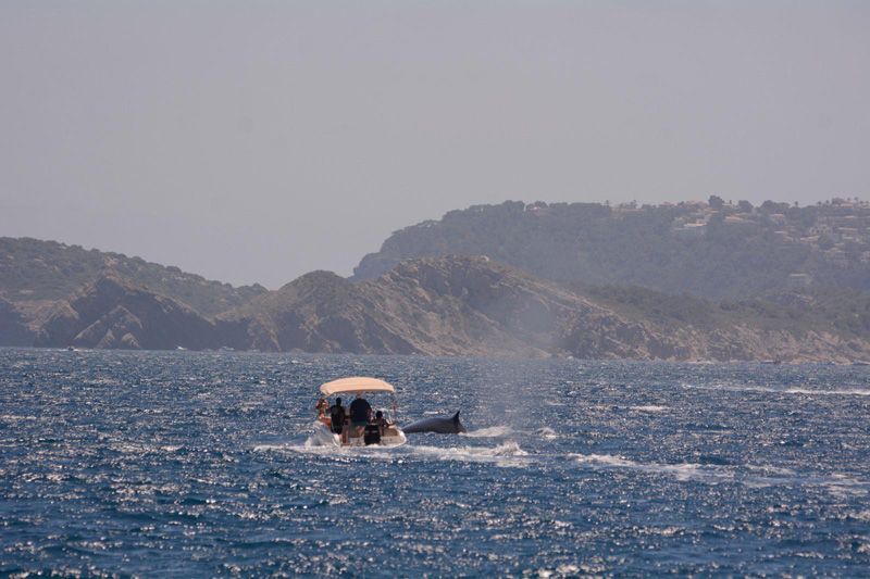 El turismo de lancha acosa a las ballenas en Xàbia