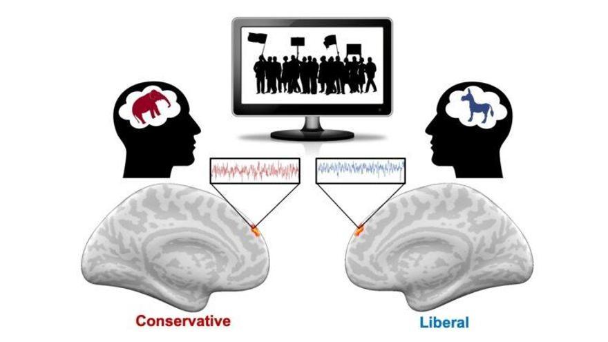 El cerebro tiene neuronas políticas