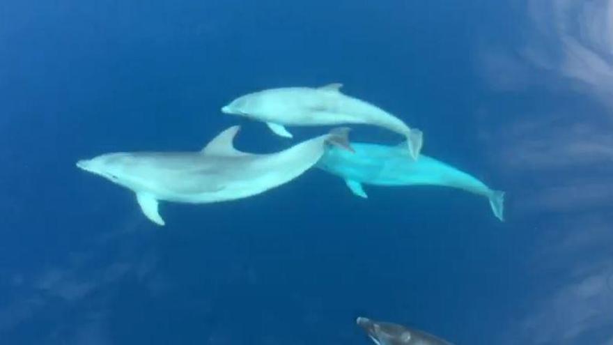 Avistan a una familia de delfines en Dénia