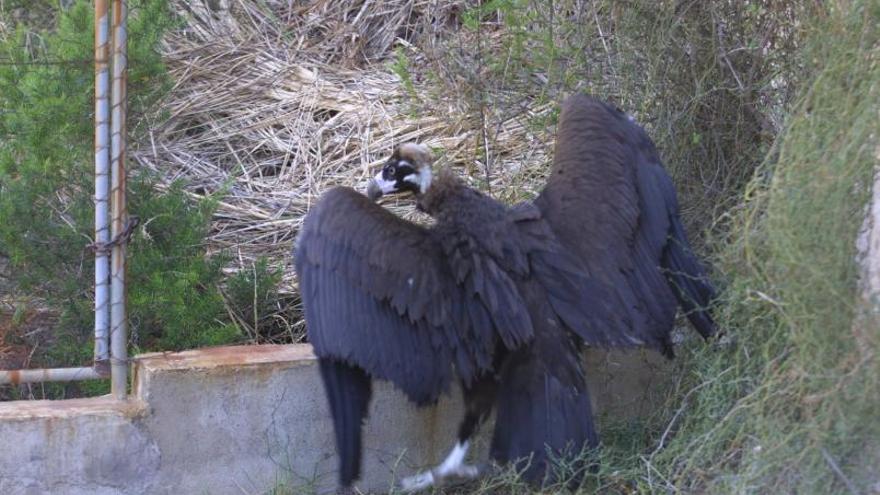 El voltor negre logra su supervivencia en Baleares