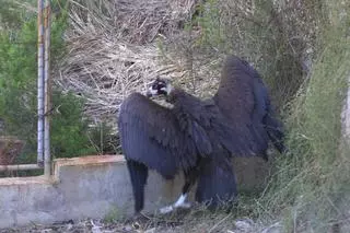 El voltor negre logra su supervivencia en Baleares