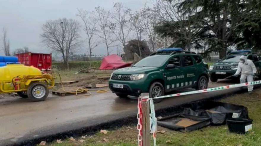 Així és com es desinfecten els equips que han buscat senglars morts al bosc