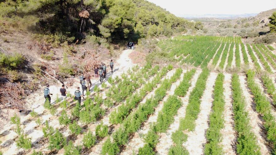 Aragón se convierte en el campo de los narcos del Este para cultivar marihuana