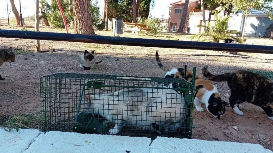 La gestión municipal de las colonias felinas comienza a dar sus frutos