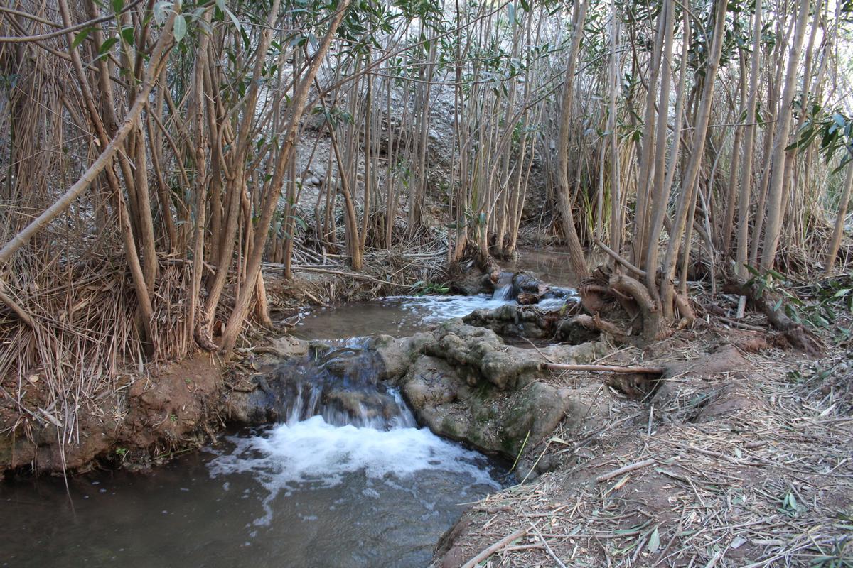 La Comunidad y la CHS han impulsado en los últimos años actuaciones para proteger el río Chícamo.