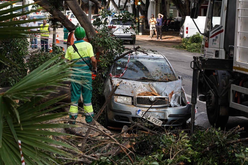 Operarios municipales retiran las ramas arrancadas por un rayo del ficus del Paseo de Sancha.