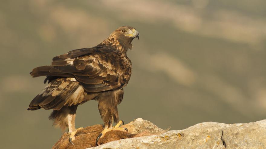 Hallan nuevas localizaciones de halcón peregrino y águila real en La Pila -  La Opinión de Murcia