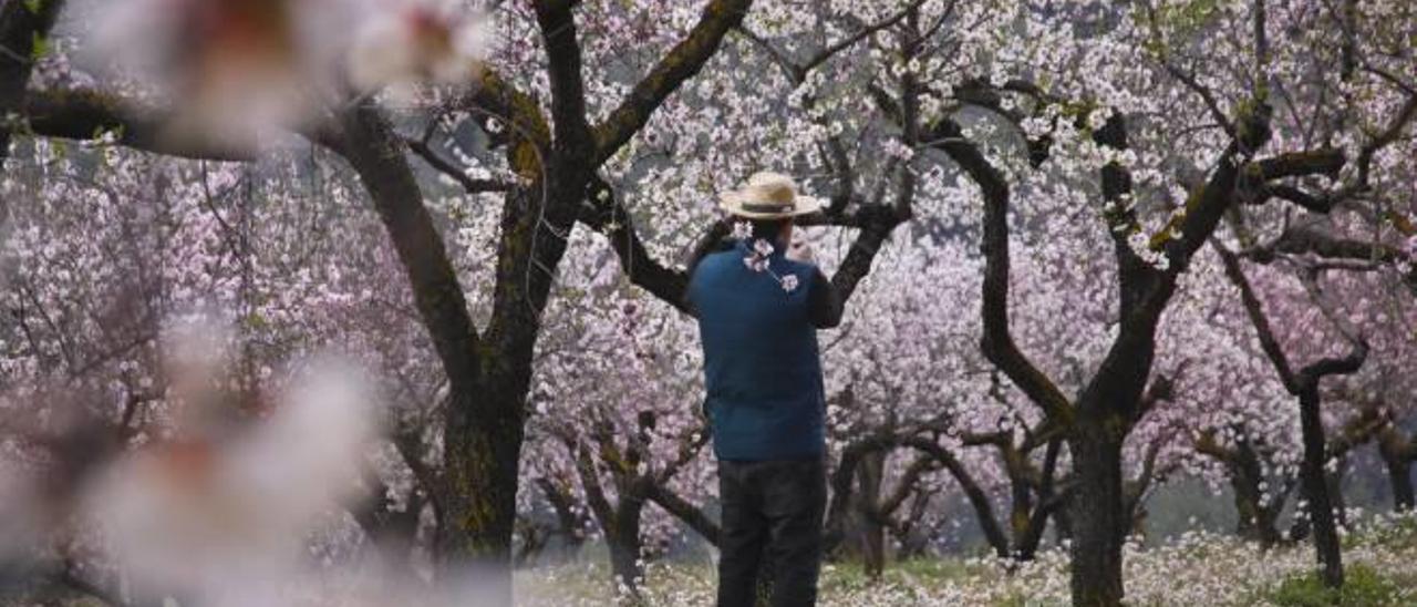 La floración de los almendros se ha adelantado dejando imágenes tan espectaculares como esta, perteneciente a unos campos situados junto a la vía verde de Alcoy.