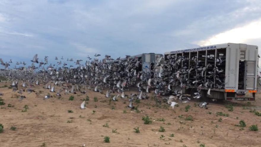 Sueltan 45.000 palomos deportivos en Albuixech que volarán hasta Portugal